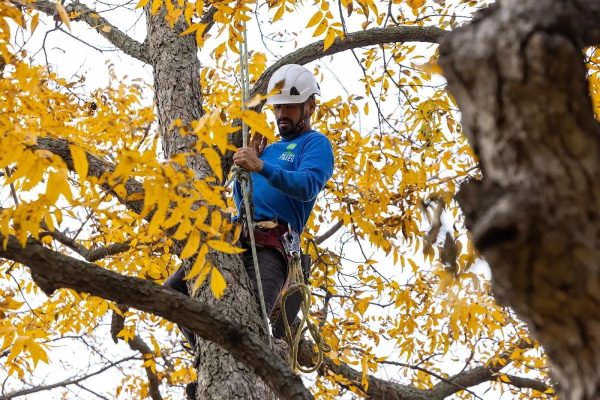 Skilled Tree Transplanting crew working in Saint Anne
