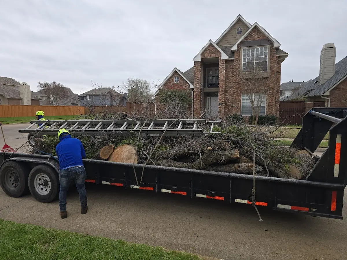 Expert Tree Pest Control with proper safety equipment in Saint Anne